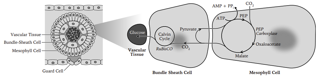 C4 leaf cross-section showing vascular tissue, bundle-sheath cells, mesophyll cells and guard cells, with PEP carboxylase fixing CO2 into oxaloacetate and malate in the mesophyll, malate carrying CO2 to rubisco and the Calvin cycle in the bundle sheath, and pyruvate returning