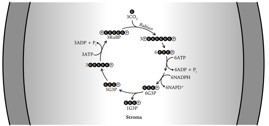 Calvin cycle in the stroma: 3 CO2 fixed by rubisco onto 3 RuBP, six 3-PGA reduced using 6 ATP and 6 NADPH into six G3P, five G3P regenerating RuBP with 3 ATP, one G3P leaving