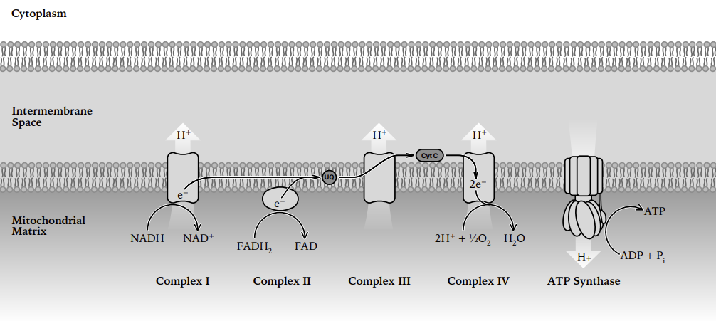 Electron transport chain in the inner mitochondrial membrane: Complexes I to IV with ubiquinone and cytochrome c, H+ pumped into the intermembrane space, oxygen reduced to water, and ATP synthase making ATP