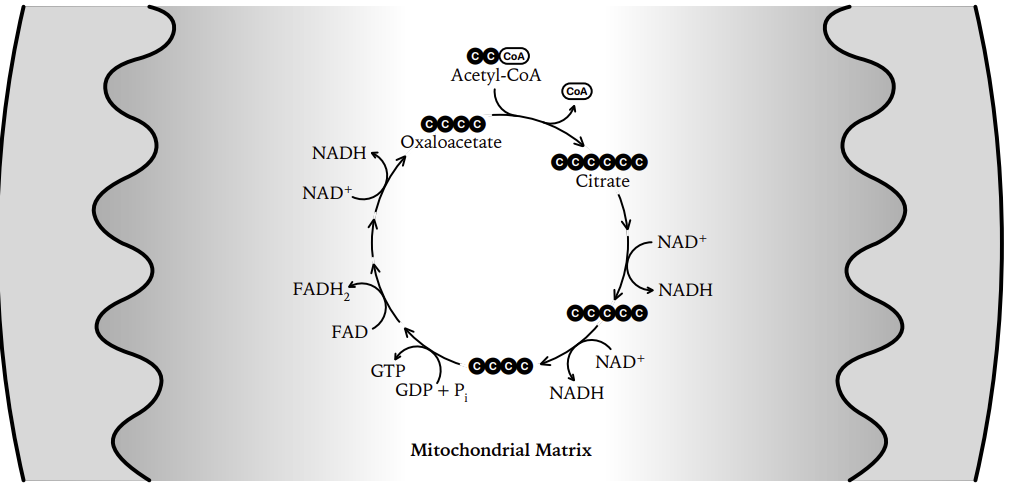 Krebs cycle in the mitochondrial matrix: acetyl-CoA joins oxaloacetate to form citrate, carbon count falls from 6C to 5C to 4C, producing NADH, FADH2, GTP and CO2