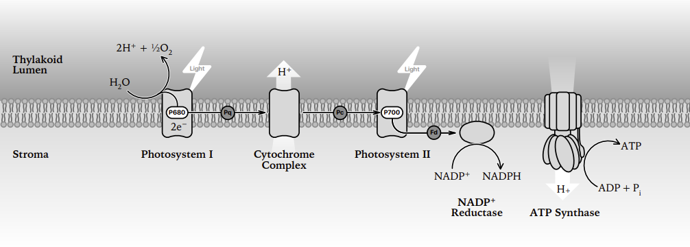 Light dependent reactions in the thylakoid membrane: water split at P680, electrons passing through plastoquinone, the cytochrome complex and plastocyanin to P700, ferredoxin and NADP+ reductase making NADPH, with ATP synthase driven by the H+ gradient