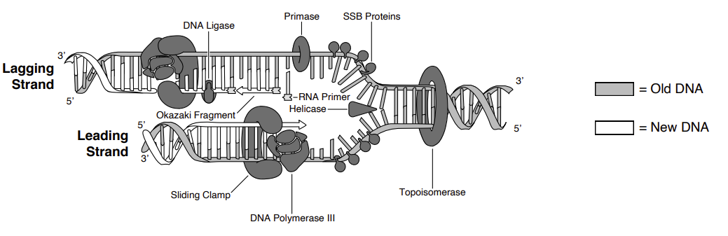 Replication fork labelled with topoisomerase, helicase, SSB proteins, primase, RNA primer, sliding clamp, DNA polymerase III, DNA ligase and Okazaki fragments on the lagging strand